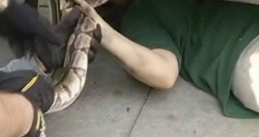 Змея в автомобиле Змея в автомобиле