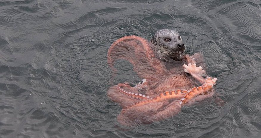 Struggle between a giant octopus and a determined seal Struggle between a giant octopus and a determined seal