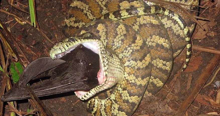 Carpet python devours a flying fox whole Carpet python devours a flying fox whole