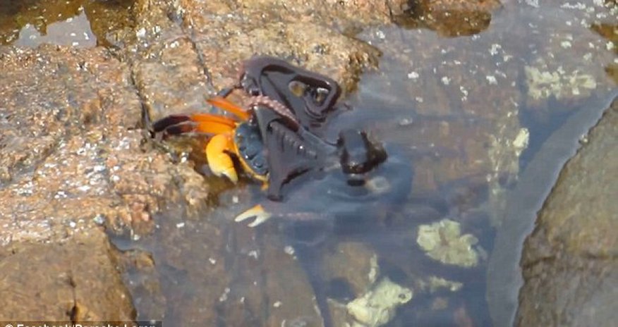 OCTOPUS launches a surprise attack from a rock pool on an unsuspecting crab OCTOPUS launches a surprise attack from a rock pool on an unsuspecting crab