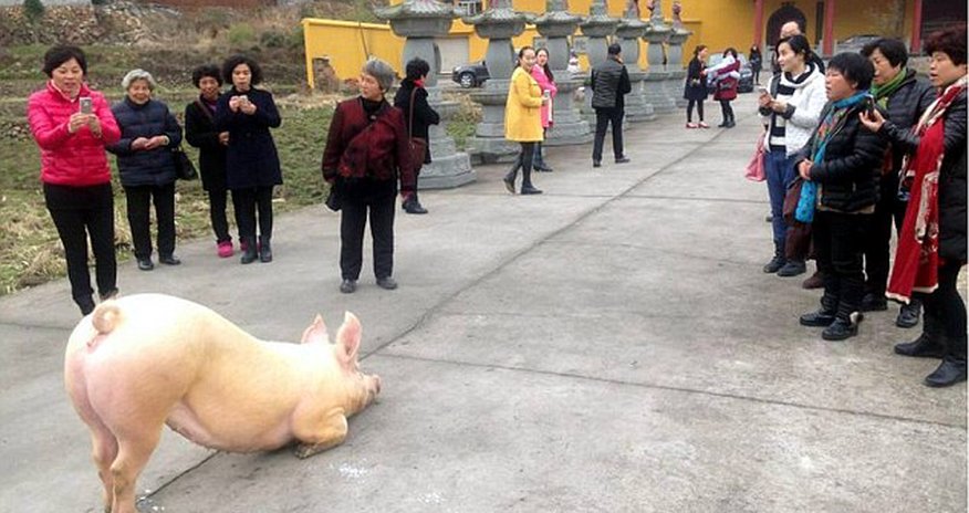 150kg fugitive pig 'praying' before a Buddhist temple 150kg fugitive pig 'praying' before a Buddhist temple