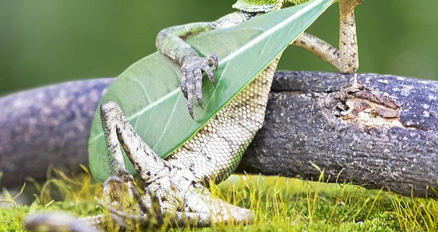 Is he playing Thin Lizard? Is he playing Thin Lizard?