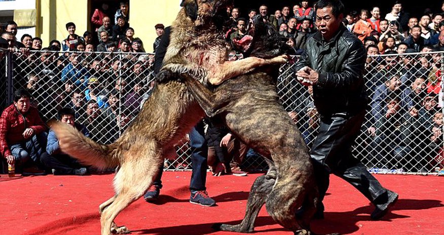 Forced to fight to the death Forced to fight to the death