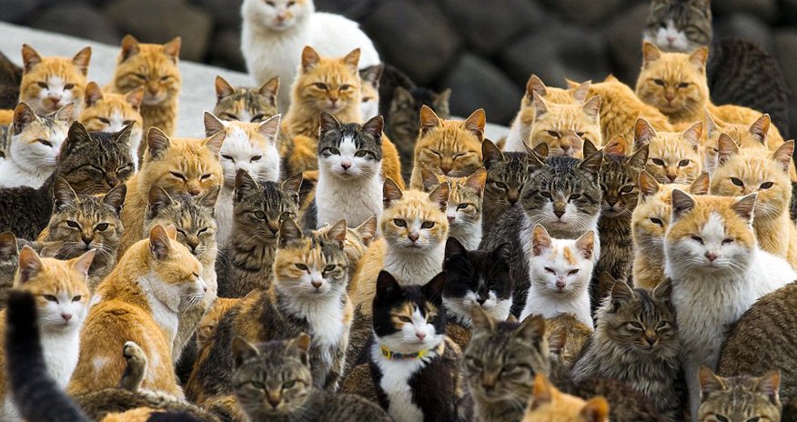 The island where it's reigning cats...