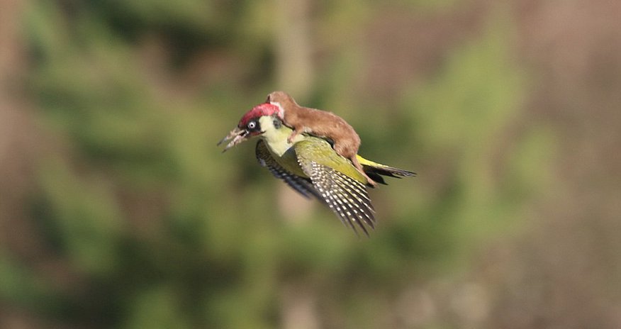Weasel hitching a ride on the back of a woodpecker Weasel hitching a ride on the back of a woodpecker