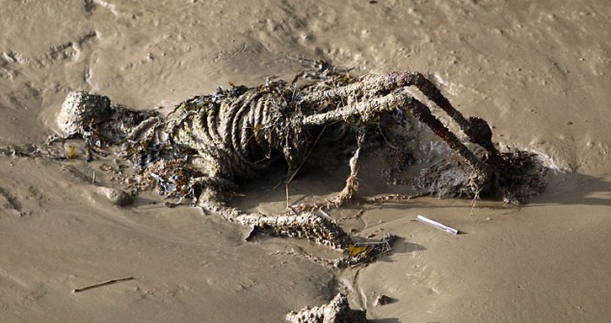 Walkers horrified to find a body by the Thames Walkers horrified to find a body by the Thames