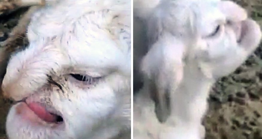 Lamb born with FACE OF A HUMAN terrifies village Lamb born with FACE OF A HUMAN terrifies village