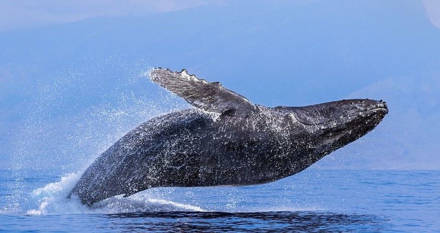 Прыжки над водой гигантских китов Прыжки над водой гигантских китов