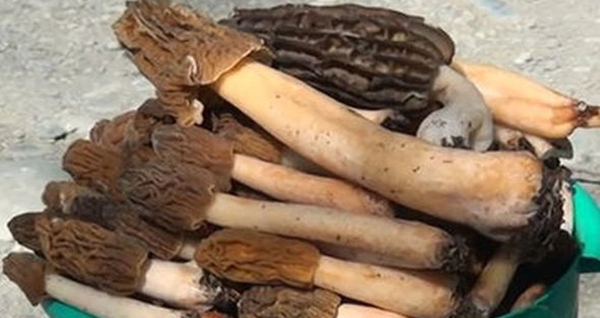 Эти грибы дороже мяса Эти грибы дороже мяса