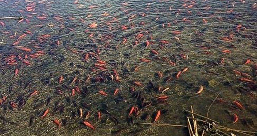 Золотые рыбки оккупировали озеро Золотые рыбки оккупировали озеро