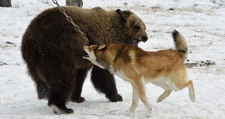 Vicious dogs in Russian 'hunting' contest Vicious dogs in Russian 'hunting' contest