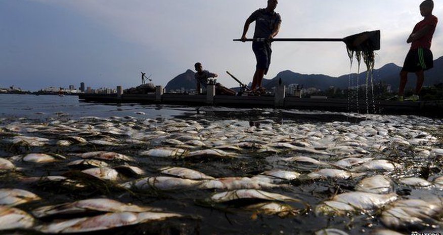 Tonnes of dead fish removed from Rio Olympic rowing venue Tonnes of dead fish removed from Rio Olympic rowing venue
