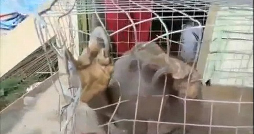 What IS this scary looking beast which can chew through its steel cage? What IS this scary looking beast which can chew through its steel cage?