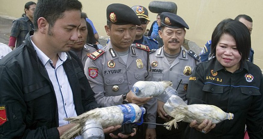 Smugglers cram cockatoos into plastic bottles to get them through customs Smugglers cram cockatoos into plastic bottles to get them through customs