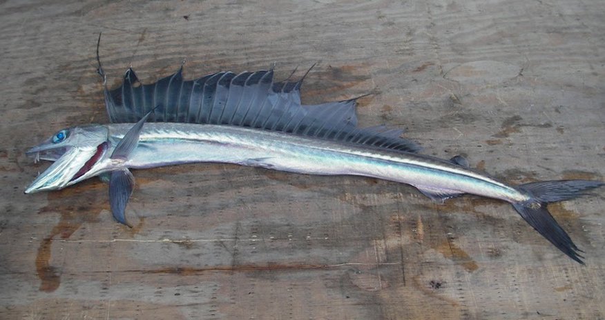 Top 15 fishes of India Top 15 fishes of India
