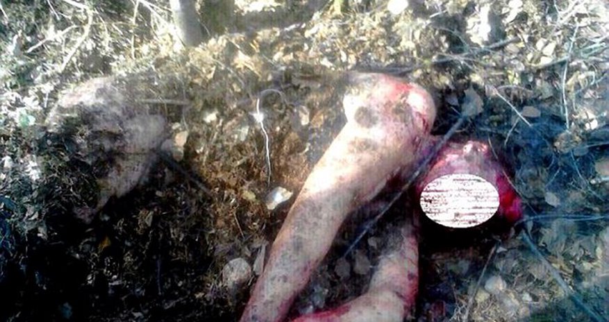 Mother who was buried alive by a BEAR after it attacked her Mother who was buried alive by a BEAR after it attacked her