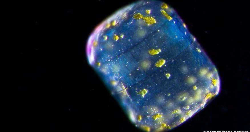 Ocean's hidden world of plankton revealed in 'enormous database' Ocean's hidden world of plankton revealed in 'enormous database'