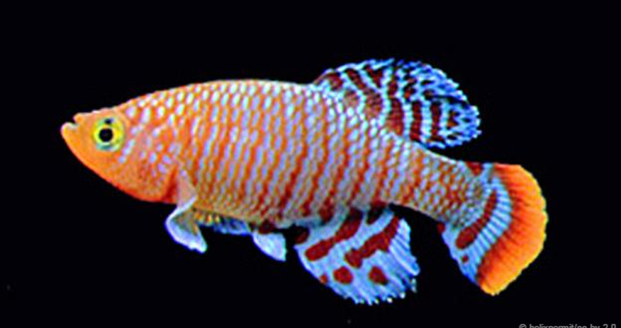 The most extreme fish on Earth The most extreme fish on Earth