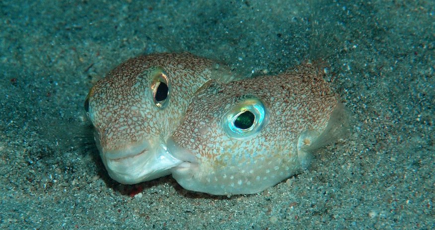 The 10 most exciting species discovered this year The 10 most exciting species discovered this year