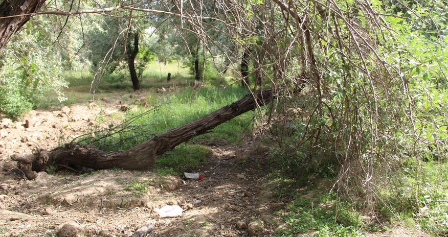 Bakının göz dağı: "Dendropark" - FOTOLAR Bakının göz dağı: "Dendropark" - FOTOLAR