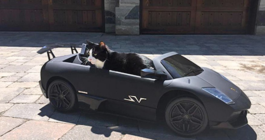 Коту Профессору подарили Lamborghini Коту Профессору подарили Lamborghini