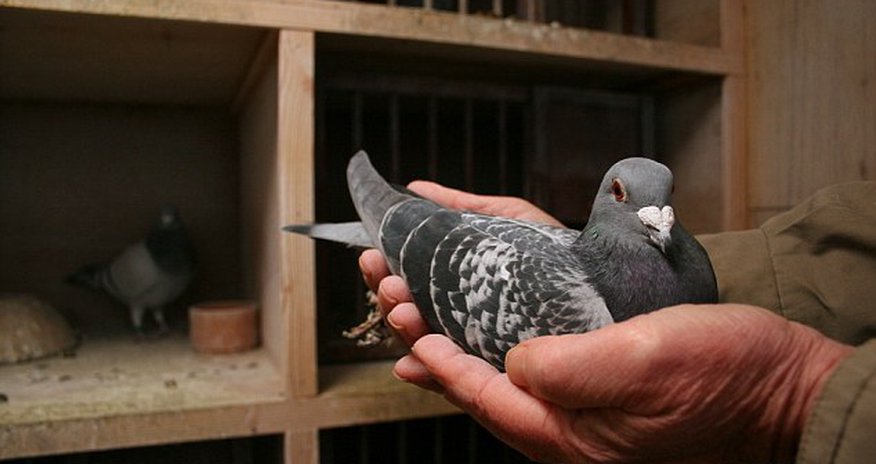 ISIS bans pigeon breeding - punishable by public flogging