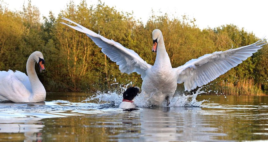 Dramatic moment a dog and swan come to blows in lake Dramatic moment a dog and swan come to blows in lake