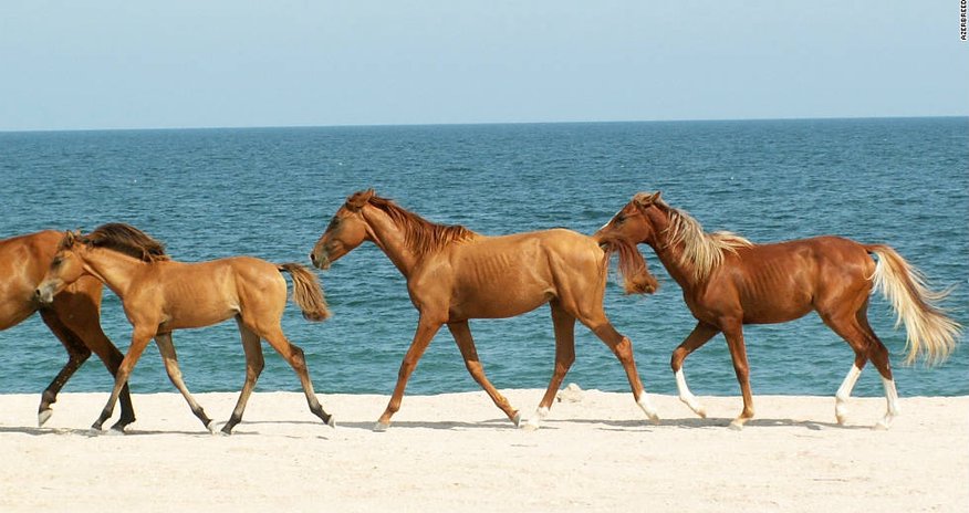 The Azerbaijani sport that makes horse sense The Azerbaijani sport that makes horse sense
