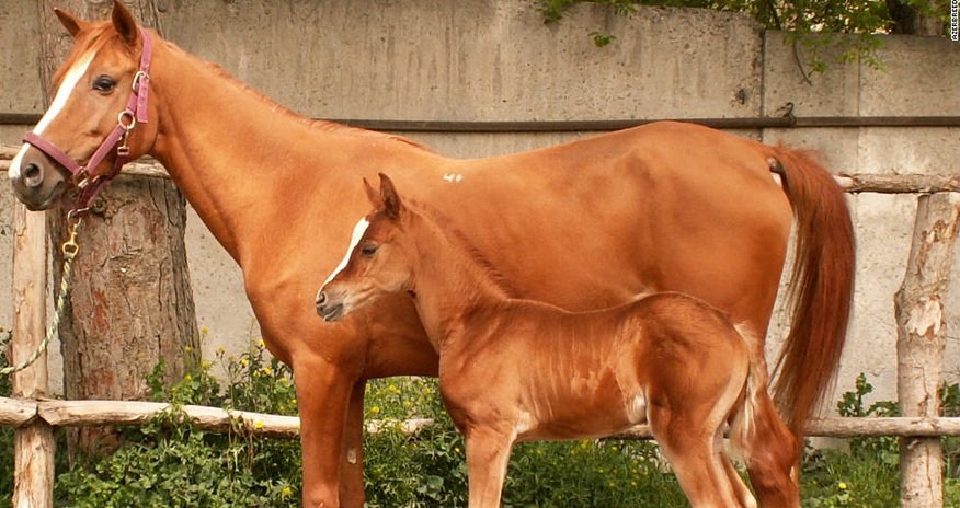 Azerbaijan fights to protect national animal from extinction Azerbaijan fights to protect national animal from extinction