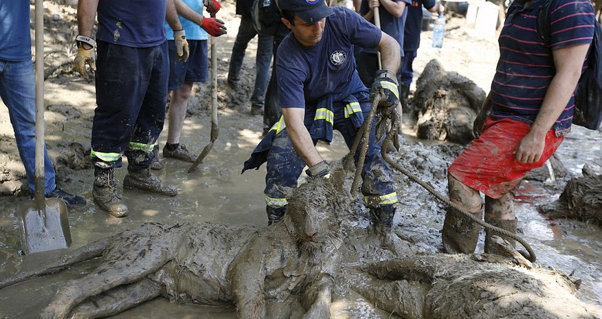 A pitiful end for the animals of Georgia's flooded zoo A pitiful end for the animals of Georgia's flooded zoo