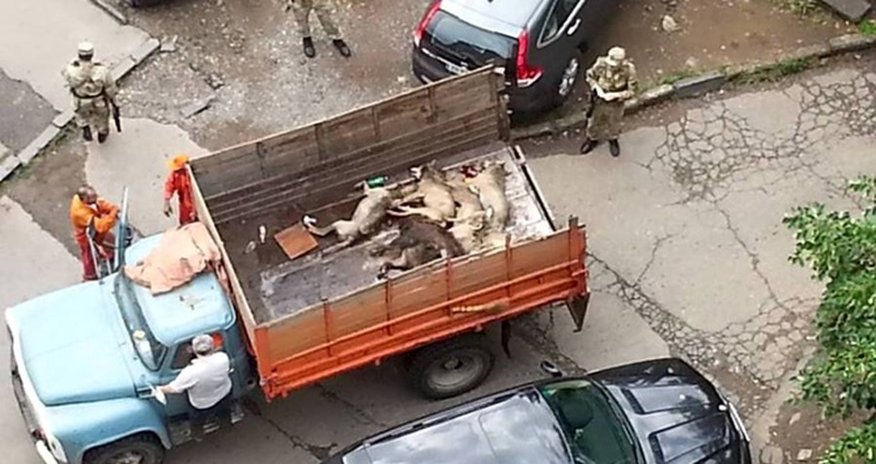 В Тбилиси переловили всех зверей В Тбилиси переловили всех зверей
