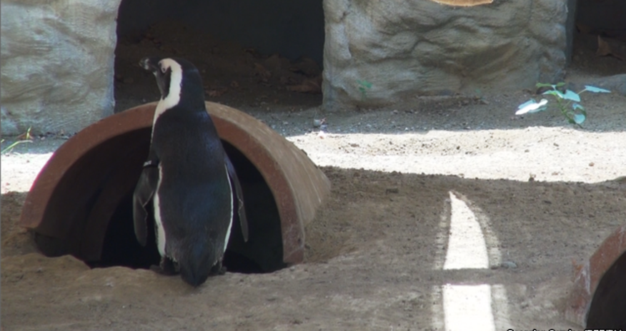 Penguin from flooded Tbilisi zoo swims to Azerbaijani border Penguin from flooded Tbilisi zoo swims to Azerbaijani border