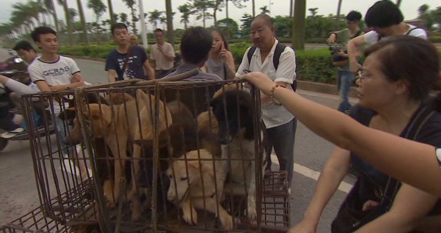 Friend or food? Dog meat trade divides China Friend or food? Dog meat trade divides China