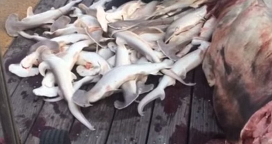 Fisherman removes 34 baby sharks from the body of dead hammerhead mother Fisherman removes 34 baby sharks from the body of dead hammerhead mother