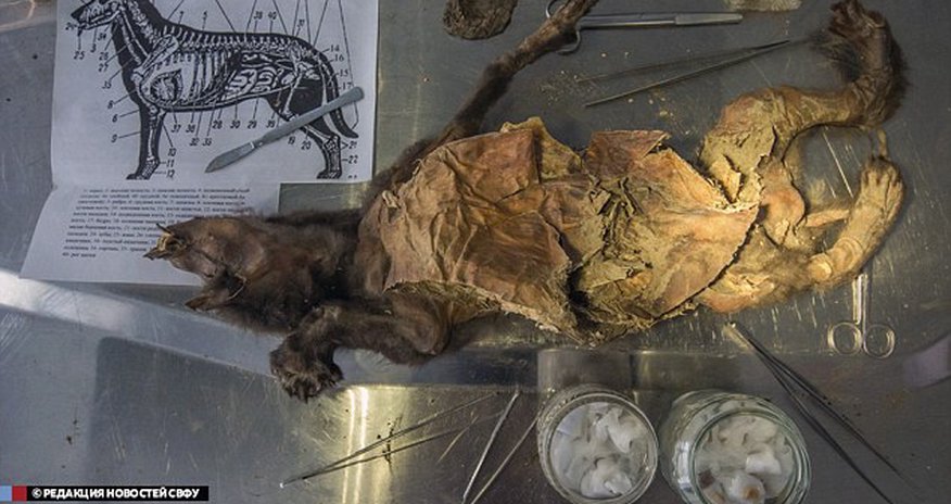 'World's oldest mummified dog' goes under the knife 'World's oldest mummified dog' goes under the knife
