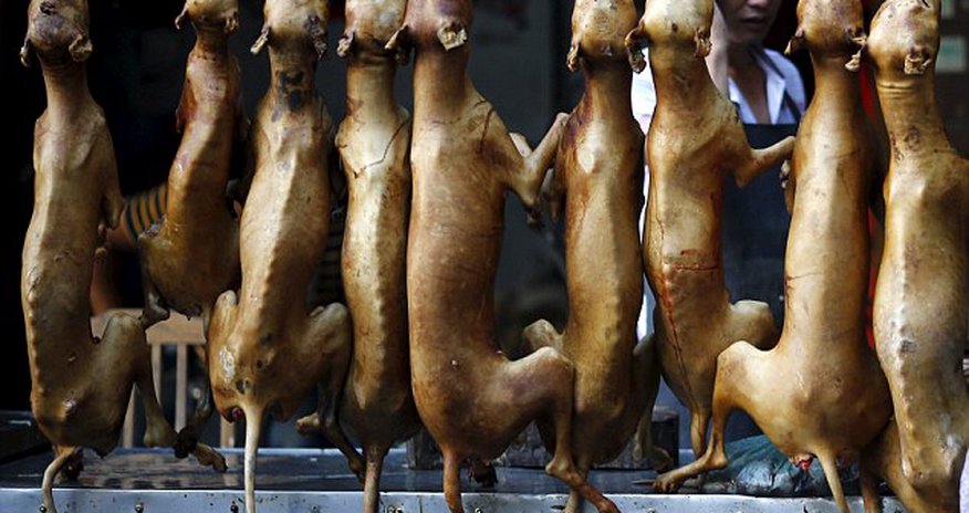 Secret cameras capture preparations for China's barbaric annual meat festival Secret cameras capture preparations for China's barbaric annual meat festival