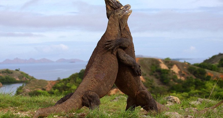 Real life battle between two Komodo dragons Real life battle between two Komodo dragons