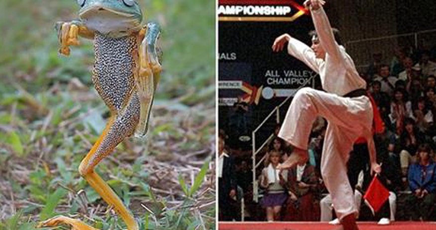 The frog that thinks it's the Karate Kid The frog that thinks it's the Karate Kid