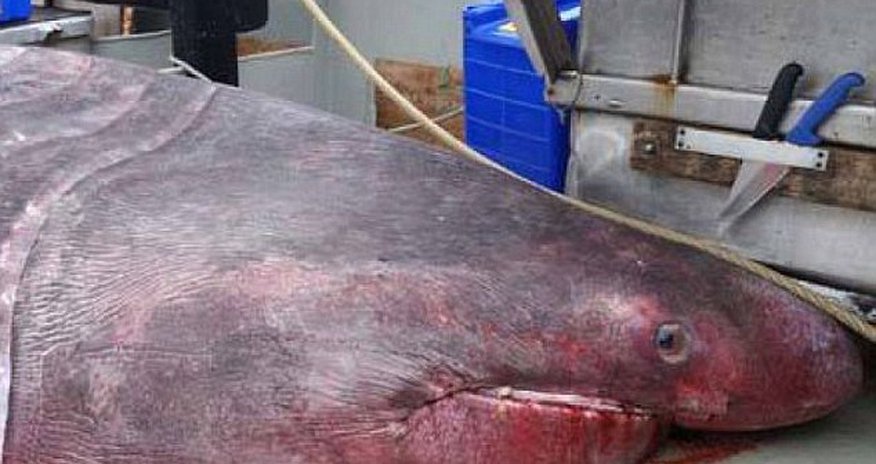 A REAL monster of the deep! A REAL monster of the deep!