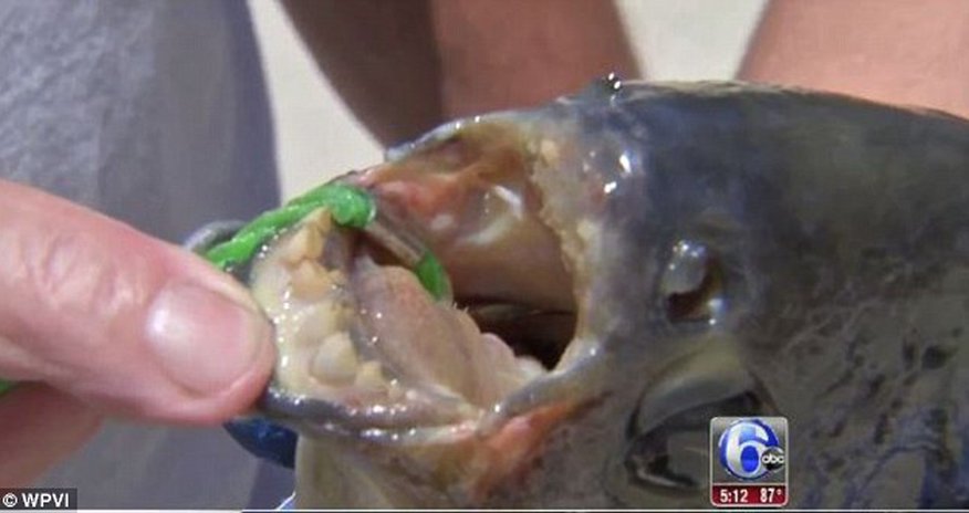 Rare Amazonian fish called 'the Nutcracker' Rare Amazonian fish called 'the Nutcracker'