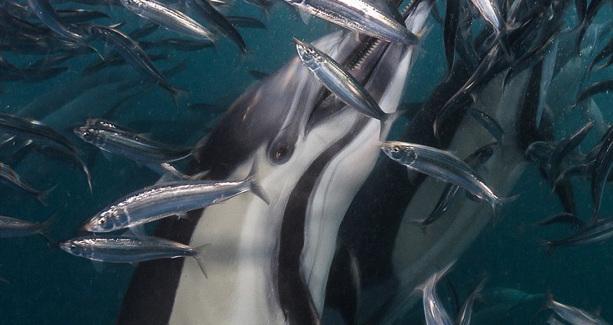 Greatest shoal on earth! Greatest shoal on earth!