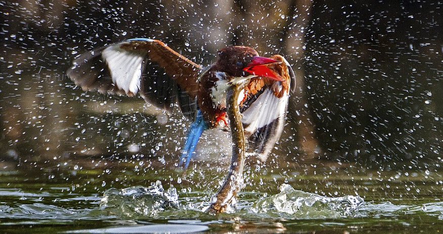 Kingfisher survives being dragged underwater Kingfisher survives being dragged underwater