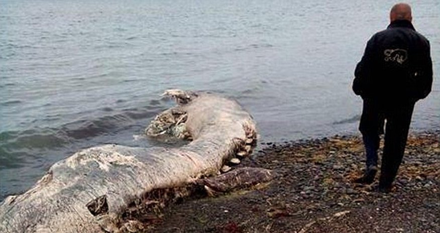 What is this mysterious 'furry dolphin'? What is this mysterious 'furry dolphin'?