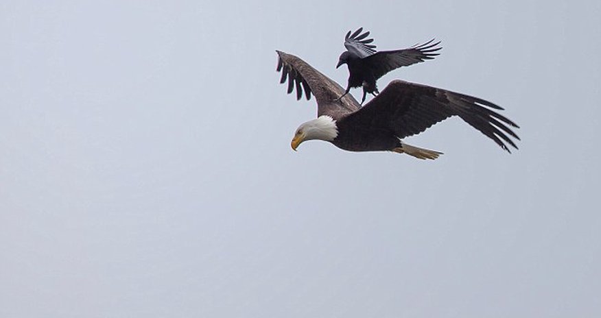 Mid-air crow-lision