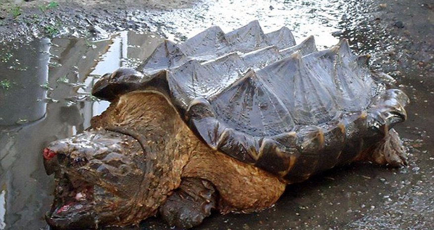 What the shell is that? What the shell is that?