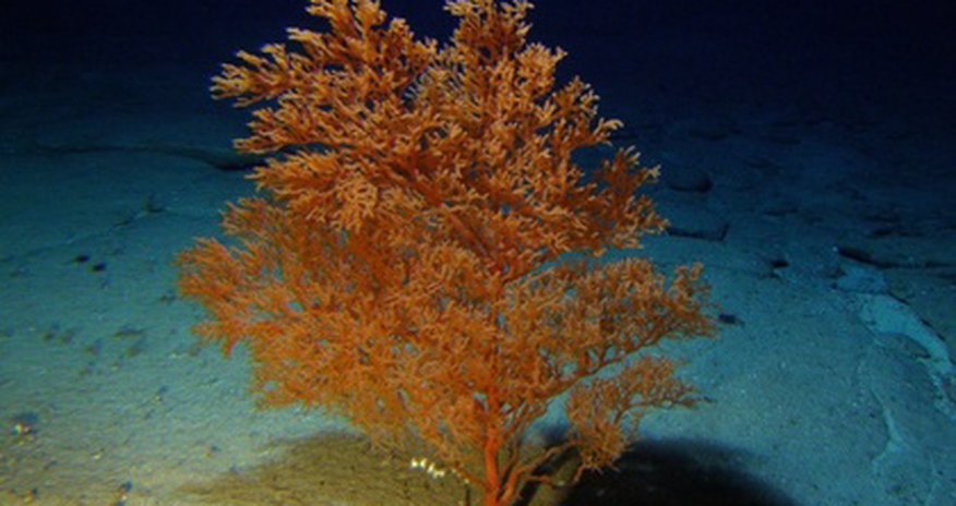 Старейшина среди морских животных Старейшина среди морских животных