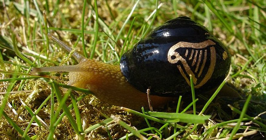 Has anyone got any snail polish remover? Has anyone got any snail polish remover?
