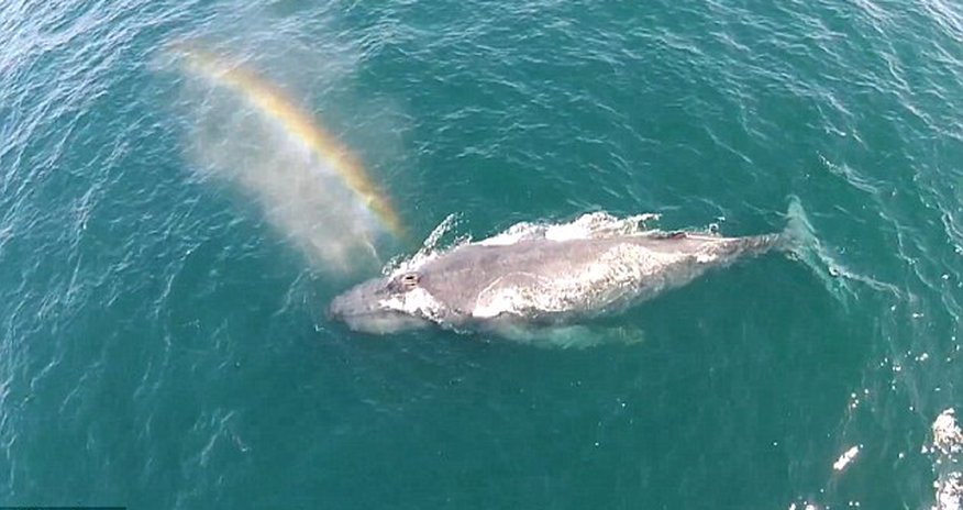 Drone captures humpback whale spraying a RAINBOW from its blow hole Drone captures humpback whale spraying a RAINBOW from its blow hole