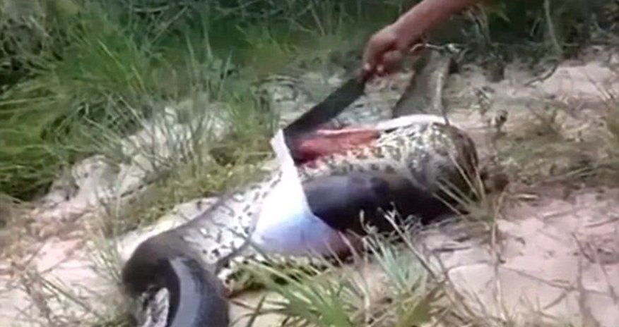 Villagers cut open swollen body of a dead anaconda to discover ... Villagers cut open swollen body of a dead anaconda to discover ...