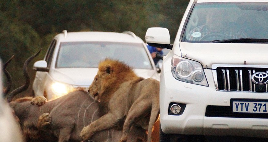 Breathtaking moment beasts catch antelope Breathtaking moment beasts catch antelope